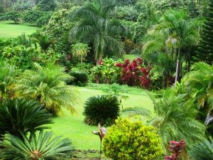 View into yard from the pool deck