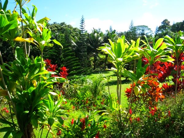 Lush Tropical Yumminess. Much different than something you'd see at the Kapalua Plantation Course.