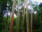 the park with many types of native trees the park with many types of native trees